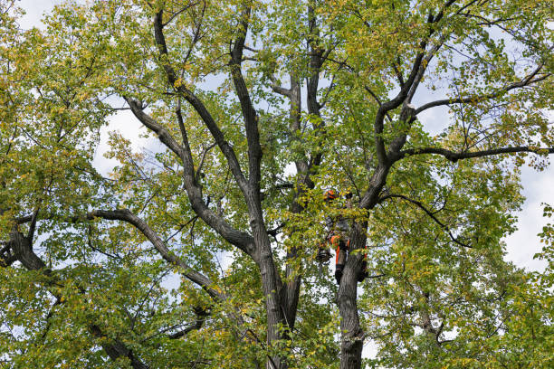 Tree and Shrub Care in Coal Valley, IL